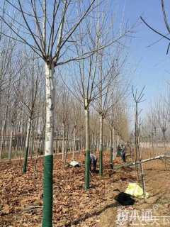 13公分速生法桐