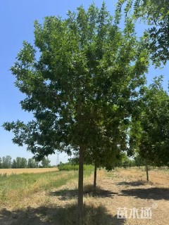 12公分美国白腊