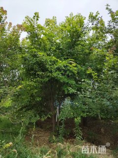 6公分丛生朴树