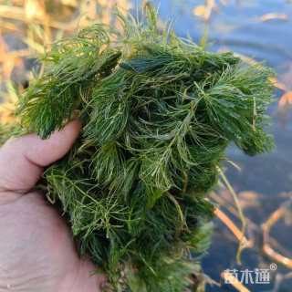 高度60厘米金鱼藻