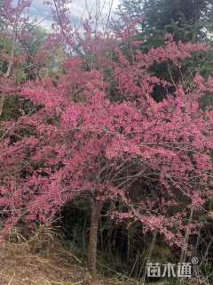 30公分中国红樱花