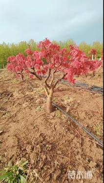 15公分日本红枫