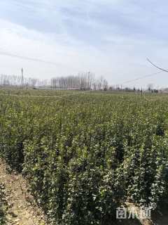 高度250厘米北海道黄杨