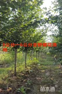 6公分染井吉野樱