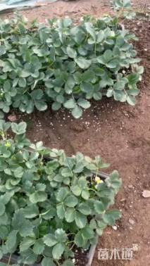 高度15厘米草莓