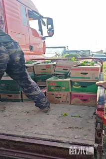 高度70厘米马利筋