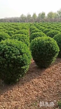 冠幅120厘米大叶黄杨球