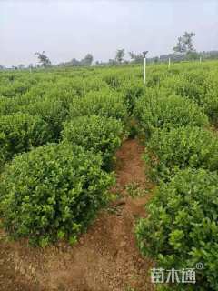 高度40厘米小龙柏