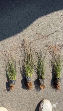 高度40厘米小兔子狼尾草