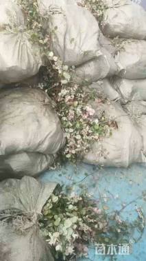 高度15厘米花叶蔓长春