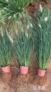 高度30厘米小兔子狼尾草