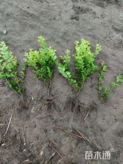 高度60厘米金叶女贞