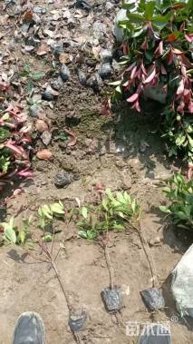 高度50厘米红叶石楠小苗