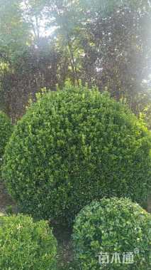 冠幅200厘米大叶黄杨球