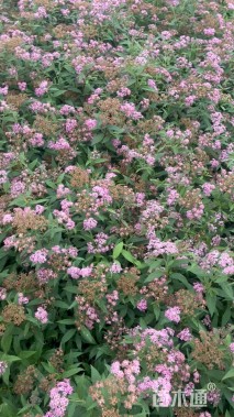 高度40厘米绣线菊