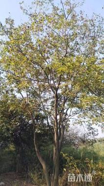 8公分朴树