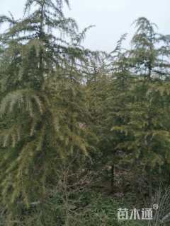 高度500厘米雪松