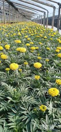 高度20厘米万寿菊