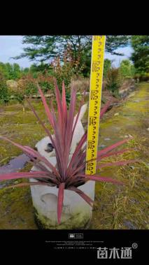 高度50厘米红巨人