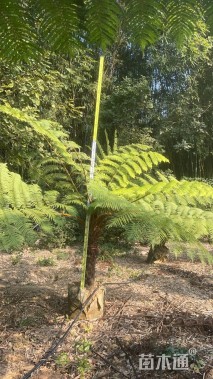 裸干高50厘米笔筒树