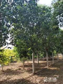 20公分大叶女贞