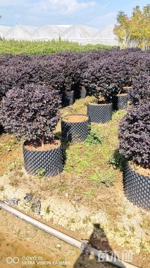 冠幅50厘米红花继木球