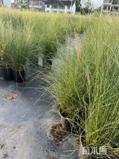 高度70厘米细叶芒