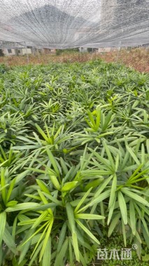 裸干高20厘米棕竹