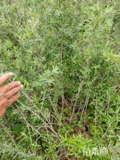 高度45厘米沙棘