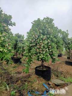 高度160厘米五彩锦带