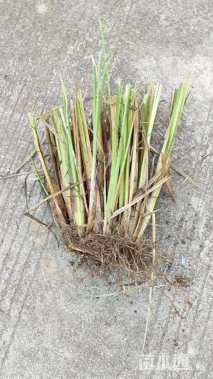 高度60厘米香根草