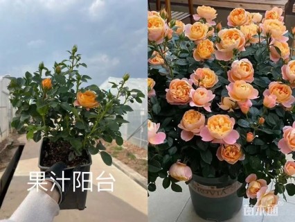 高度30厘米品种月季
