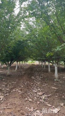 10公分日本红枫