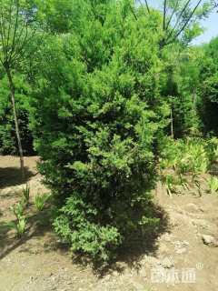 高度120厘米河南桧