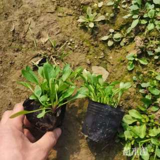 高度15厘米金鸡菊