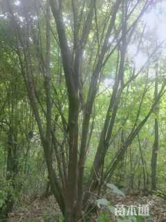 高度800厘米丛生茶条槭