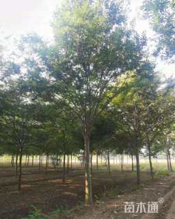 12公分栾树