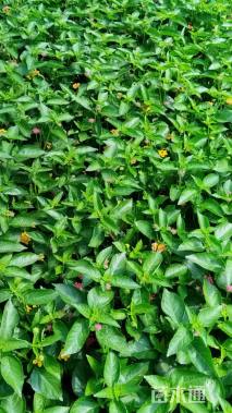 冠幅20厘米五色梅