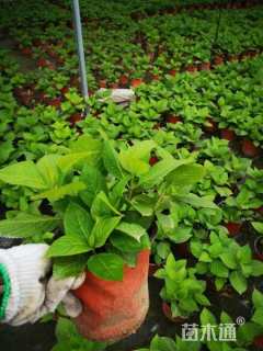 高度40厘米绣球