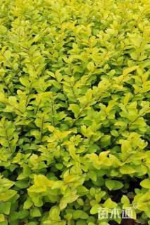 高度25厘米金叶女贞