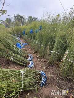 高度200厘米棣棠