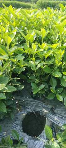 高度40厘米大叶栀子