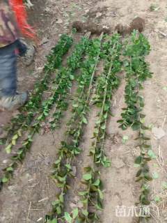 高度120厘米北海道黄杨