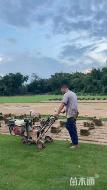 草卷状马尼拉草