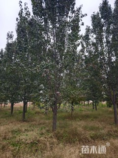 13公分彩叶豆梨