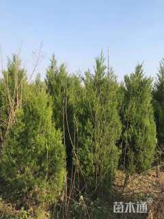 高度220厘米塔柏