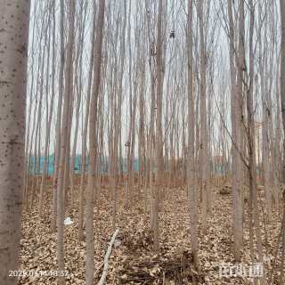 8公分毛白杨