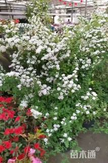 高度80厘米菱叶绣线菊