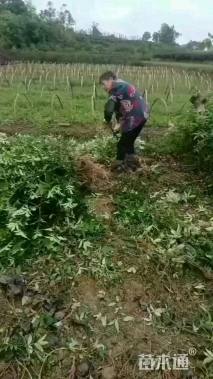 高度30厘米青花椒