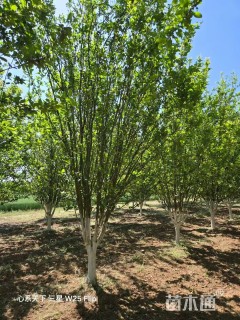 11公分西府海棠